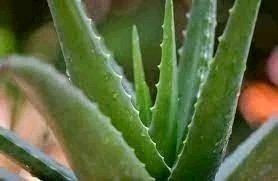 Use Aloe Vera To Protect You From These Dangerous Conditions
