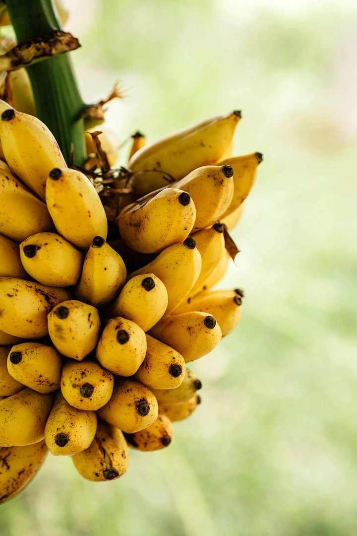 Avoid Eating Banana If You Have Any Of These Health Conditions